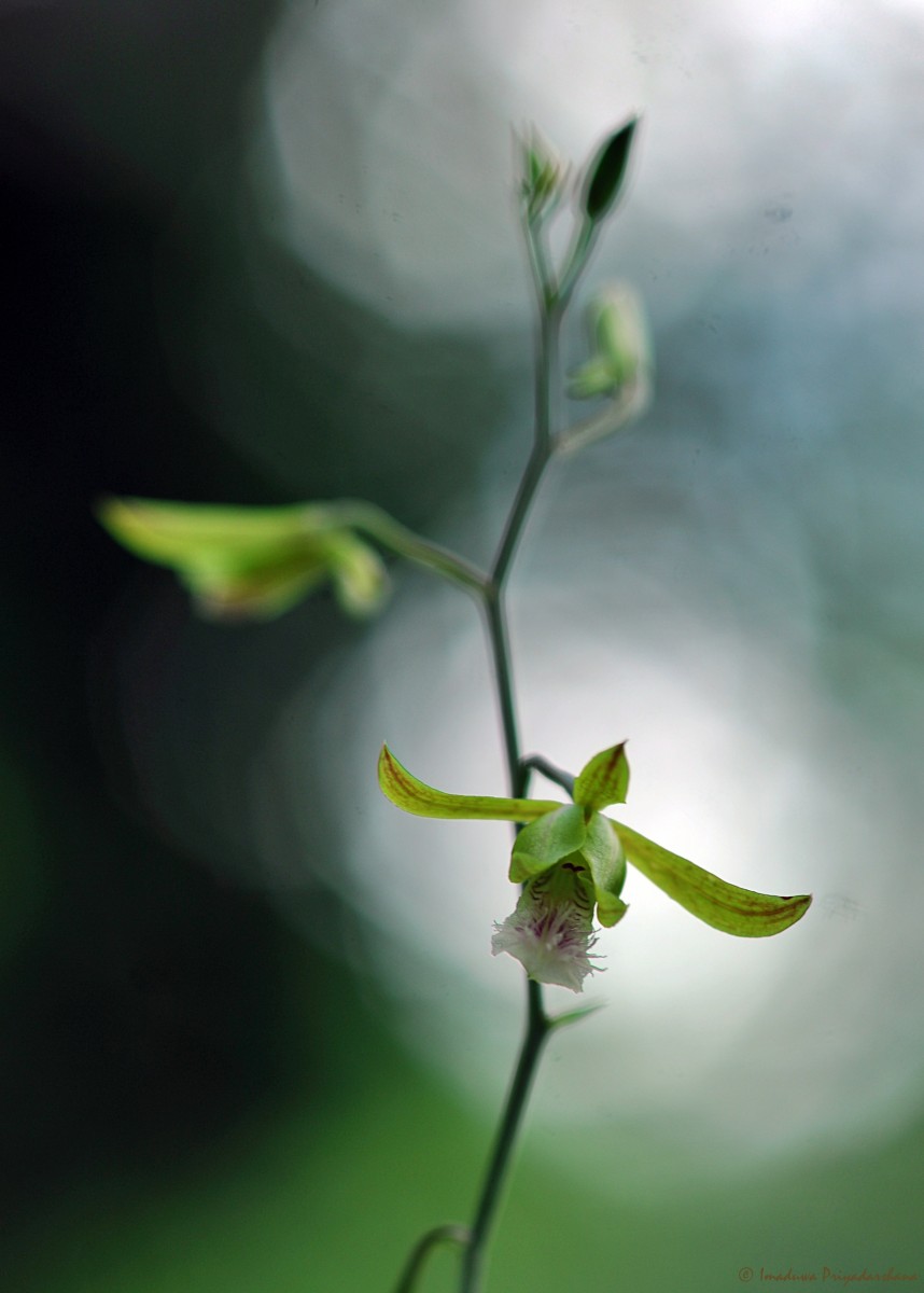 Eulophia epidendraea (J.Koenig ex Retz.) C.E.C.Fisch.